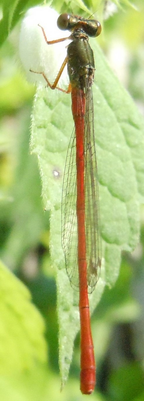 Ceriagrion tenellum,  maschio